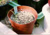 bild07internet.jpg (170308 Byte)