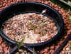 bild08internet.jpg (272943 Byte)