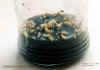 limodorumaugust4TEXTinterne.jpg (57673 Byte)